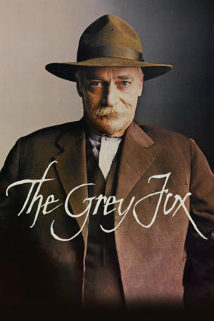 Grey Fox